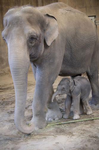 Baby Elephant-Oregon-Zoo