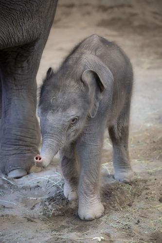 Baby Elephant-Oregon-Zoo
