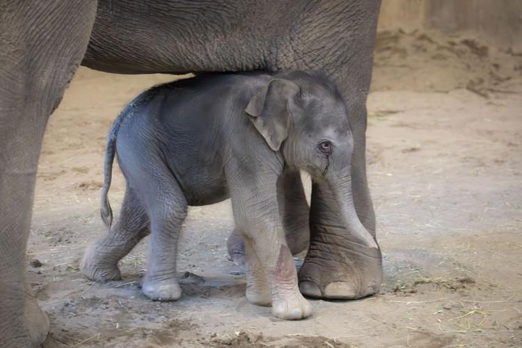 Baby Elephant-Oregon-Zoo